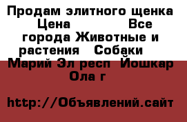 Продам элитного щенка › Цена ­ 30 000 - Все города Животные и растения » Собаки   . Марий Эл респ.,Йошкар-Ола г.